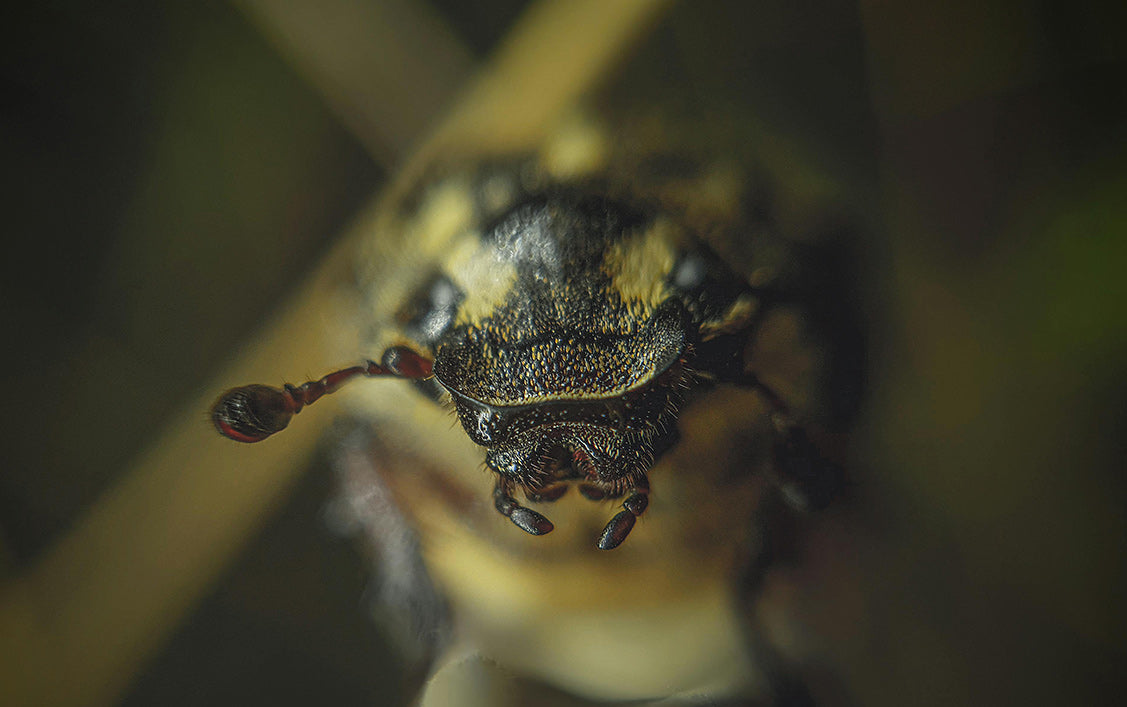 Photographing insects with a PhoneMicro 5 mobile phone microscope