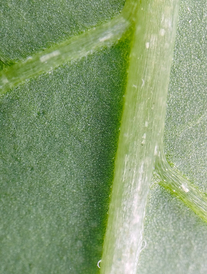 Leaf veins were observed using a PhoneMicro 5 mobile phone microscope